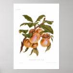 Transparent Gauge Plum Posters