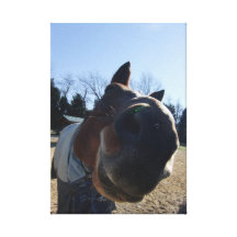 TREATS?!  Nosey horse Stretched Canvas Prints