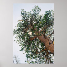 tree a glow poster