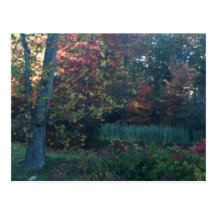 Tree and pond post card