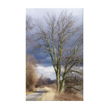 Tree at JHWR Canvas Print