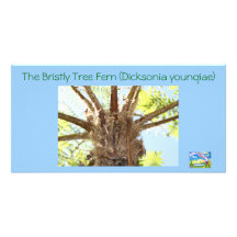 Tree Fern by Nimbin Online Market Personalized Photo Card