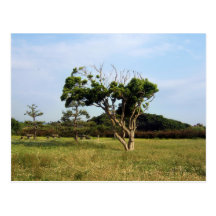 Tree in Arasaki Park Postcards
