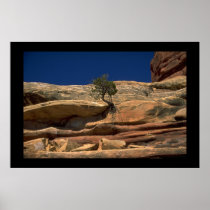 Tree in the wall posters