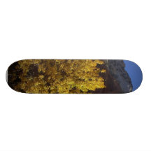 Tree In Zion Park Custom Skateboard