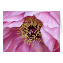Tree Peony Card
