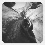 Tree Root in Crevice Stickers