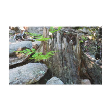 Tree Stump Canvas Print