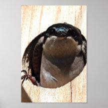 Tree Swallow in box Posters