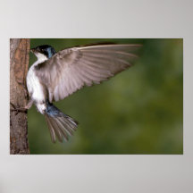Tree Swallow on tree trunk Posters