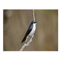 Tree Swallow Postcard