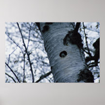 Tree Swallow Poster