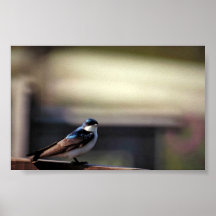 Tree swallow posters