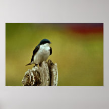 Tree Swallow Posters