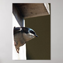 Tree Swallow Profile in Nest Box Posters
