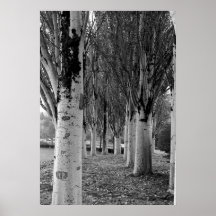 Tree Symmetry in Black and White Poster