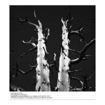 Trees against the Sky by Ansel Adams posters