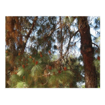 Trees at Griffith Park - postcard