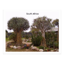 Trees Postcards