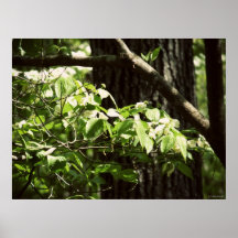 Trees poster