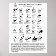 Triceratops skulls posters