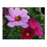 Trio Of Cosmos - Busy Bee Post Cards