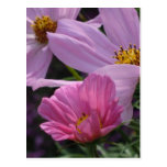 Trio of Cosmos Post Card