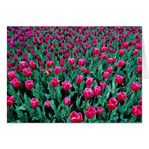 Triumph tulips  flowers greeting cards