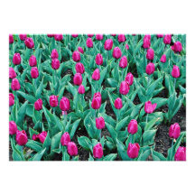 Triumph tulips, hot pink  flowers personalized announcement