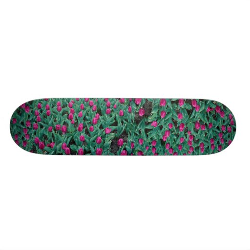 Triumph tulips, hot pink skateboard