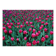 Triumph tulips personalised invites