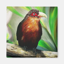 Tropical Bird cool colourful exotic painting Fridge Magnets