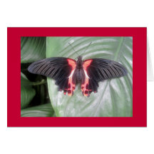 Tropical Butterfly Card