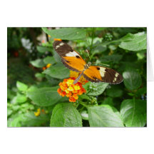 tropical butterfly cards