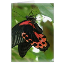 Tropical Butterfly Greeting Card