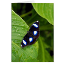 Tropical butterfly greeting card