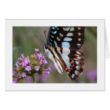 Tropical Butterfly Greeting Card