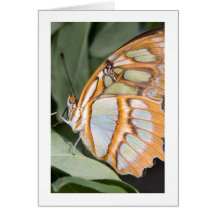 Tropical Butterfly No. 2 Card