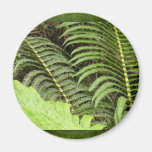 Tropical ferns fridge magnets