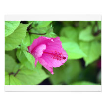 Tropical Flower Art Photo