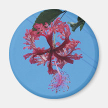 Tropical Hibiscus Magnet