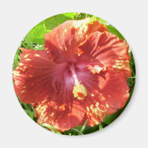 Tropical Hibiscus Magnet