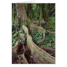 Tropical Rain Forest Greeting Cards