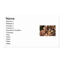 Tropical Seashells Business Card Template