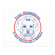 True Happiness with a Maltipoo Postcards