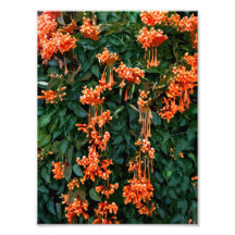 Trumpet Flowers Photo Print