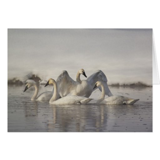Trumpeter Swans in the Madison River in winter Card