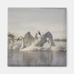 Trumpeter Swans in the Madison River in winter Fridge Magnet