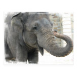 Trumpeting Elephant Postcard
