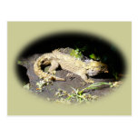 Tuatara - Dinosaur's Only Living Relative Post Card